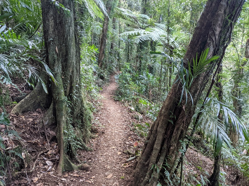 Hiking Coomera Circuit in Binna Burra - Get Out There Adventures
